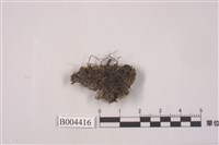 藏品(角蘚屬)的圖片